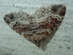 Xanthorhoe