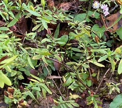 Hypericum hypericoides