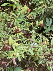 Hypericum hypericoides