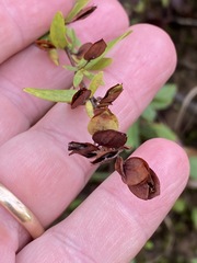 Hypericum hypericoides