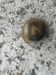 Ventridens ligera