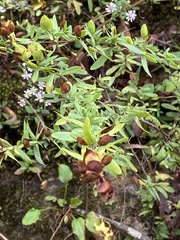 Hypericum hypericoides