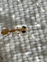 Dryinidae