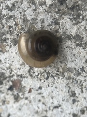 Ventridens ligera