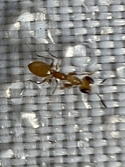 Dryinidae