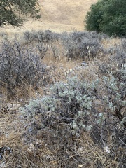 Lupinus albifrons