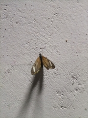 Lepidoptera