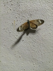 Lepidoptera
