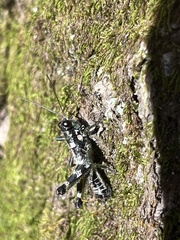 Booneacris glacialis