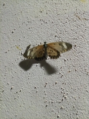 Lepidoptera