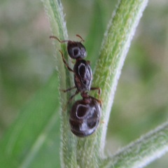 Crematogaster