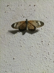 Lepidoptera