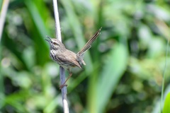 Prinia maculosa