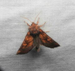 Papaipema impecuniosa