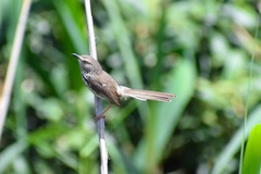 Prinia maculosa