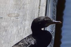 Microcarbo africanus