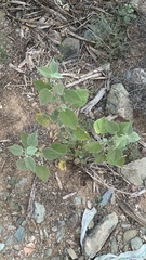 Abutilon abutiloides