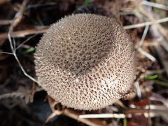 Lycoperdon nigrescens