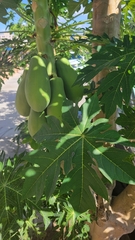 Carica papaya