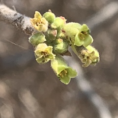 Commiphora angolensis