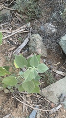 Abutilon abutiloides