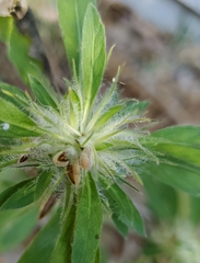 Ruellia caroliniensis