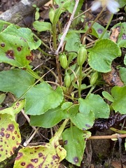 Viola primulifolia