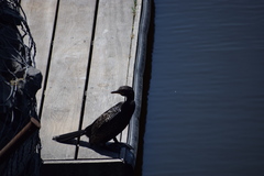 Microcarbo africanus