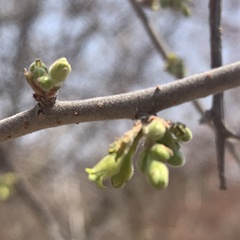 Commiphora angolensis