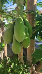 Carica papaya