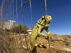 Chamaeleo chamaeleon chamaeleon