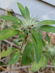 Ruellia caroliniensis