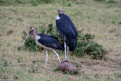 Leptoptilos crumenifer