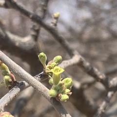 Commiphora angolensis