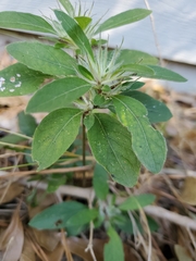 Ruellia caroliniensis