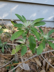 Ruellia caroliniensis