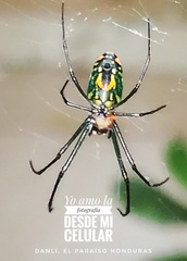 Leucauge