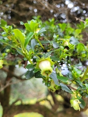 Escallonia myrtilloides