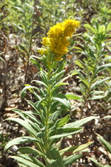 Euthamia gymnospermoides