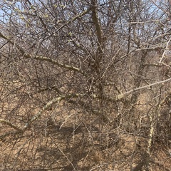 Commiphora angolensis