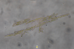 Bacillaria paxillifera