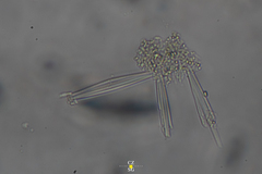 Neidiineae
