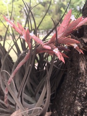 Tillandsia didisticha