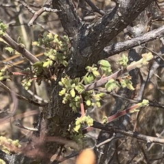 Commiphora angolensis