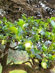 Escallonia myrtilloides