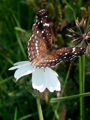 Anthanassa texana texana