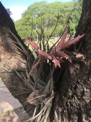 Tillandsia didisticha