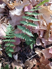 Dryopteris cristata