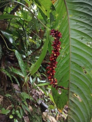 Anthurium talamancae