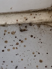Aedes vexans